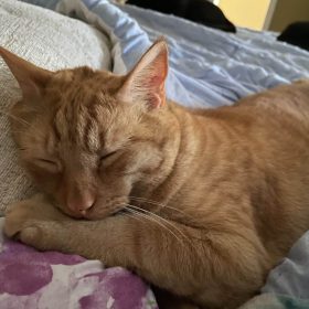 simbasleeping scaled