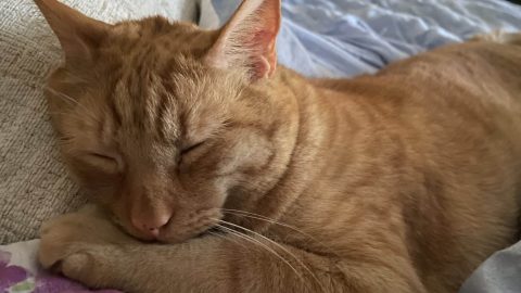 simbasleeping scaled