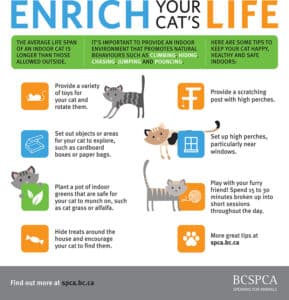 enrich your cats indoor life