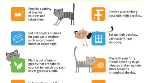 enrich your cats indoor life