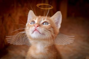 angel cat