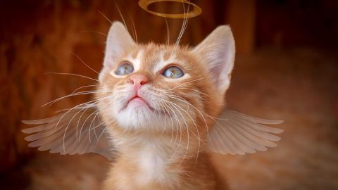 angel cat