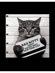 disciplining cats does not work