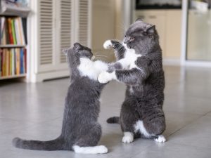 two cats fighting can sometimes lead to cat spraying