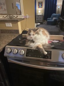 pie on the stove x pie on the stove x