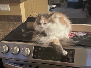 cleaning with cats
