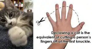 never declaw your cat