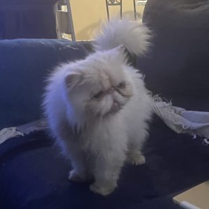Adopted senior cat Zuccy