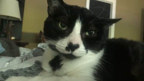 hopeheartnose scaled