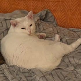 brownieandlarry scaled e