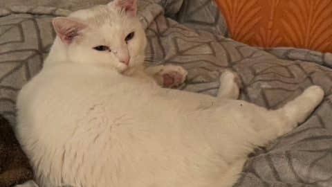 brownieandlarry scaled e