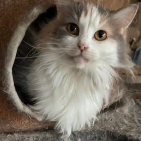 CC F DD A D CB E D a