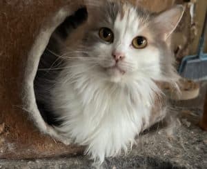 Beautiful Sweet Pie blinks at me often