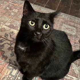 AD A E AD D B A E D E a