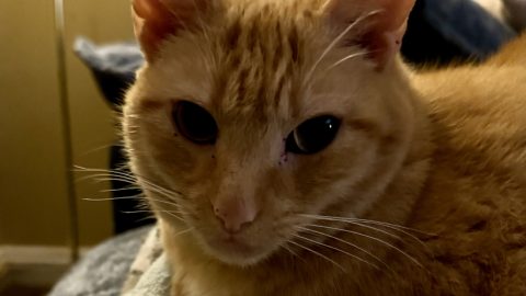 rosie whiskers scaled