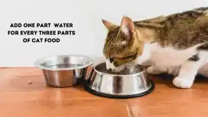watertocatfoodratio