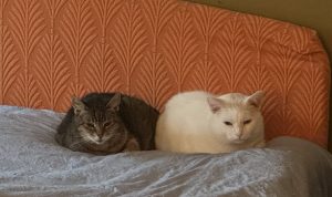 Feline Non-Recognition Aggression can be scary