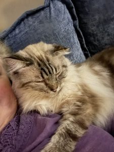 Bella never pees outside the box