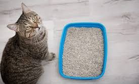 Litter type can cause a cat to avoid the box