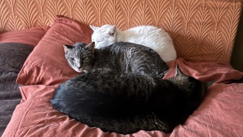 lifewithmultiplecats scaled