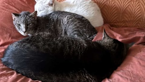 lifewithmultiplecats scaled