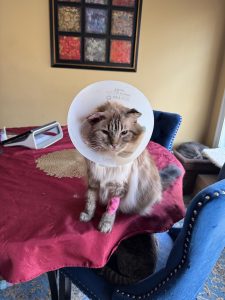 IMG x cats purr for self soothing