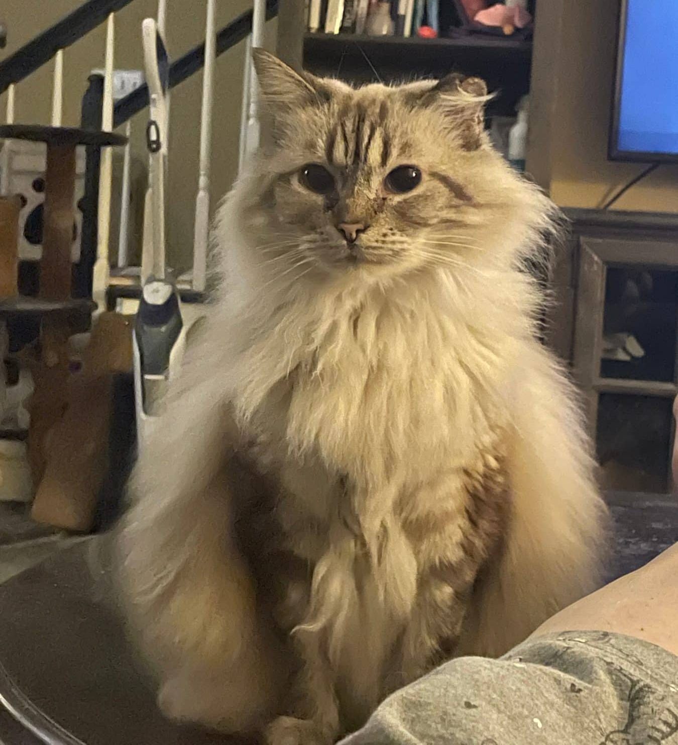 Bella, one of Rita Reimers’s beloved cats
