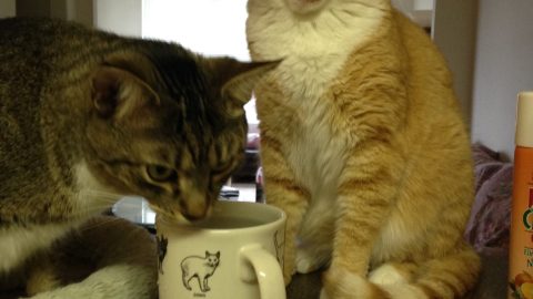 coffeecupsimonandcolby scaled