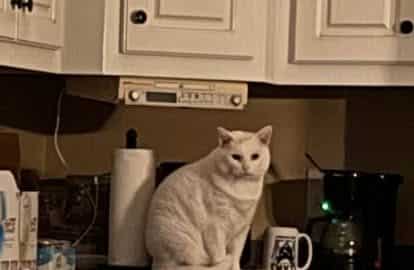 iamgoingtoknockitover e