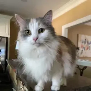 Sweetie Pie gets cat zoomies daily Sweetie Pie gets cat zoomies daily