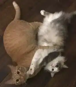 After the zoomies, rough play ensues After the zoomies, rough play ensues