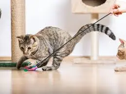 Playtime with your cat is essential