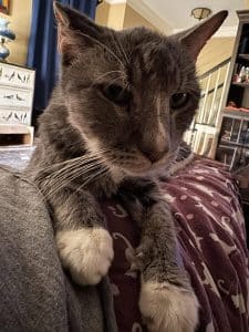 Boo-Boo's mouth pain was apparent