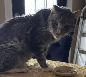 Boo-Boo trying to eat