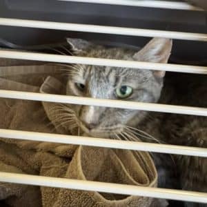 Boo-Boo on his way to see Dr Glenn