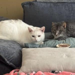 no more sore mouth pain, Larry and Boo-Boo sharing a meal