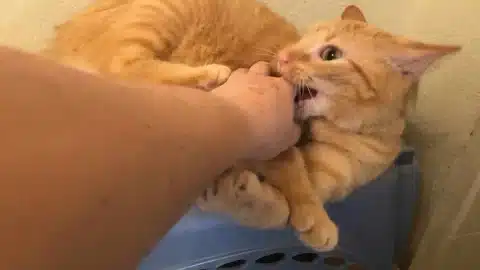 rosiebite