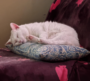 Formerly Feral Larry