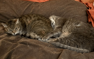 Finally got a cat wink from Brownie