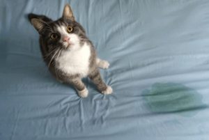 FLUTD may cause bed peeing