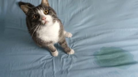 catpeeonthebed