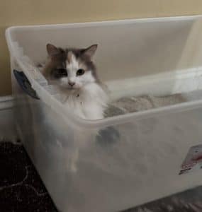 Sweetie Pie in a box