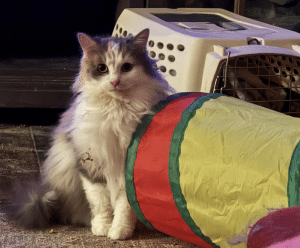 Sweetie winks when she wants to play