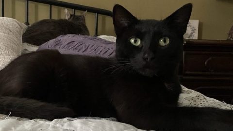 E A DEC D BD ACB F c