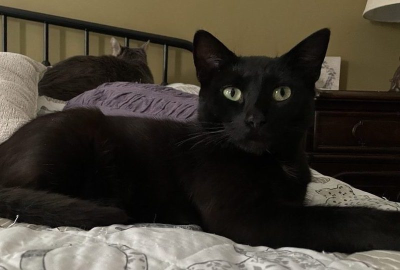 Jet, a beloved member of Rita Reimers’s feline family