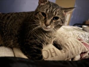 introducing the other cats to Lulu took time and patience