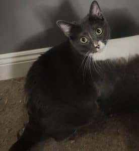 Cats naturally react with caution