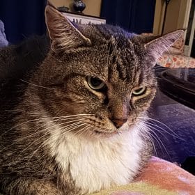 catbehavioristritascatsimon