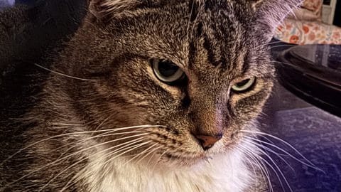 catbehavioristritascatsimon