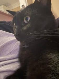 Cat Behavior Changes Cat Behavior Changes - and the problem child